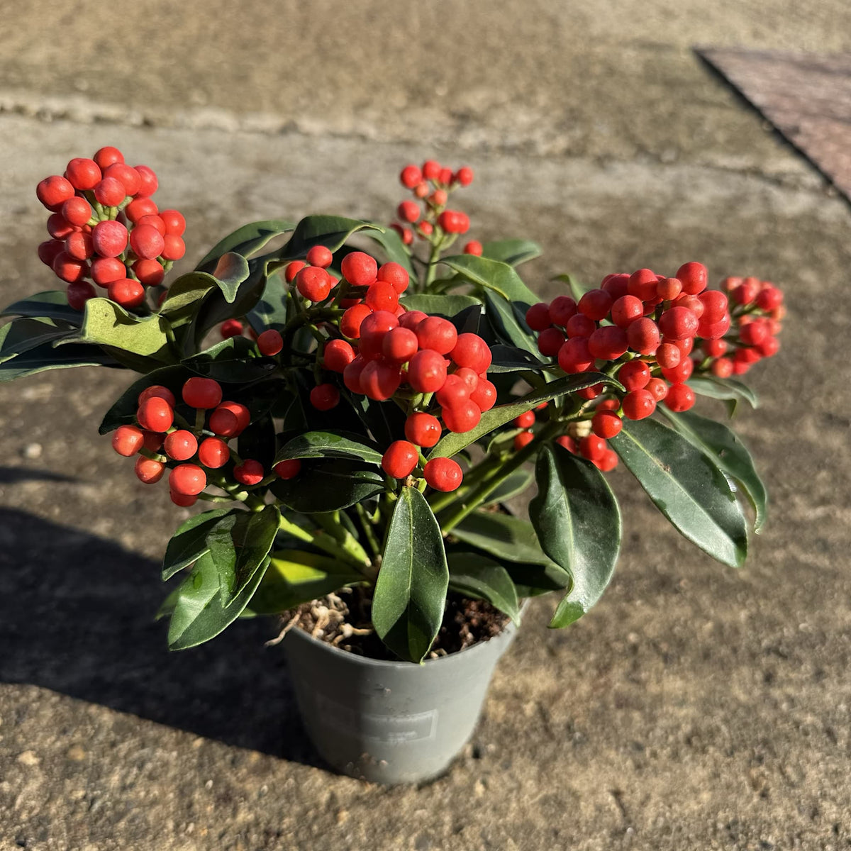 Skimmia jap. 'Cleopatra'