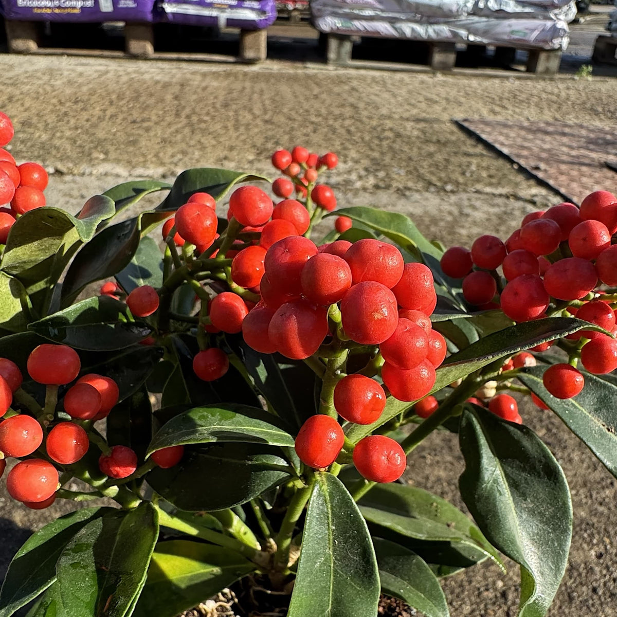Skimmia jap. 'Cleopatra'