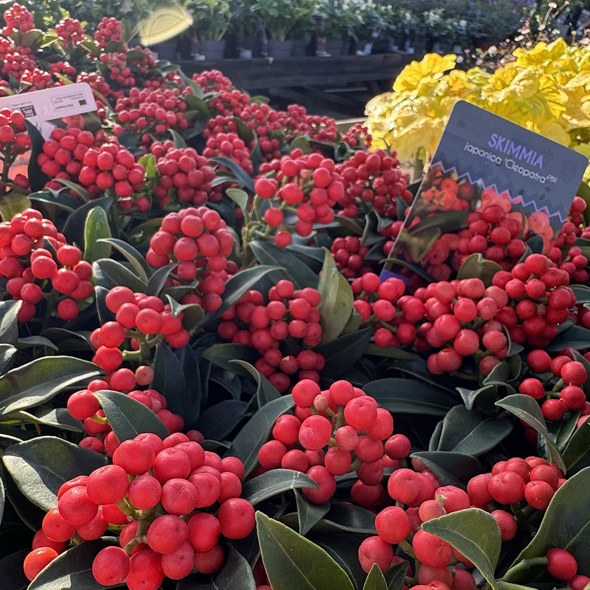Skimmia jap. 'Cleopatra'