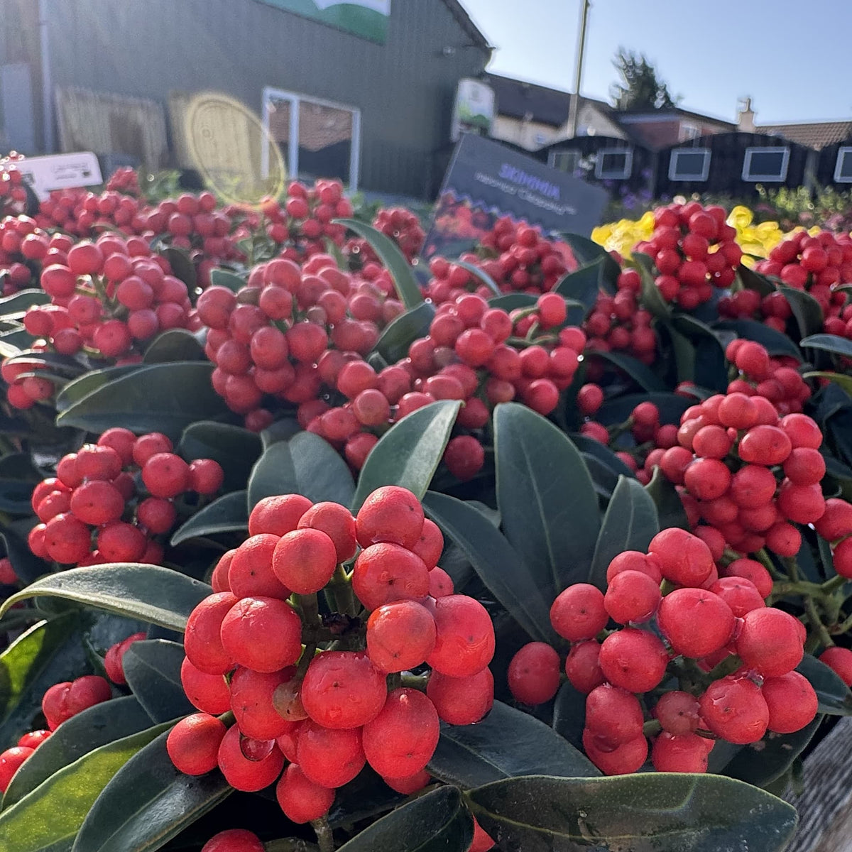 Skimmia jap. 'Cleopatra'