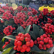 Skimmia jap. 'Cleopatra'