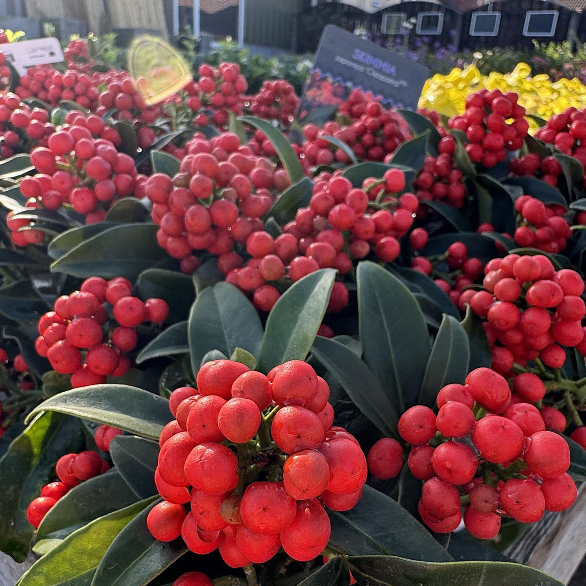 Skimmia jap. 'Cleopatra'