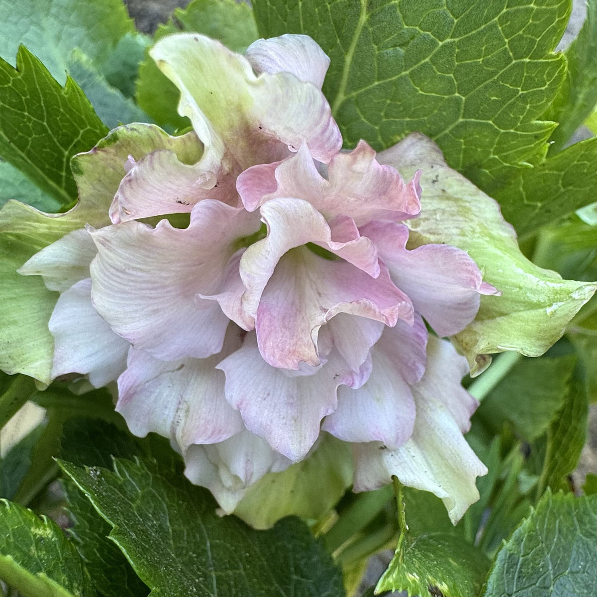 Helleborus 'Double Ellen Red'