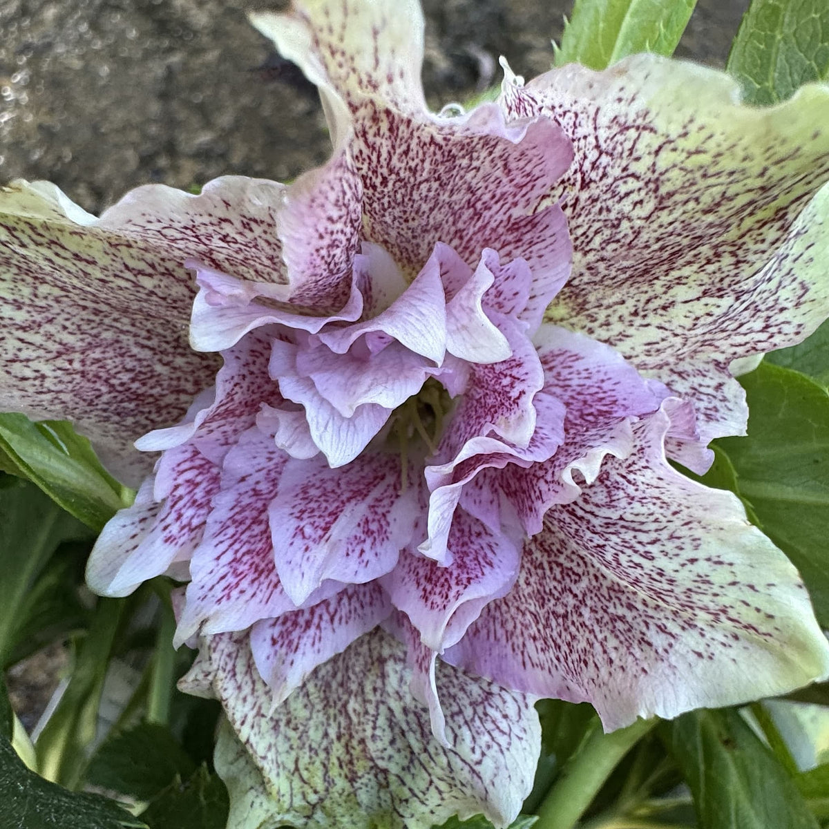 Helleborus 'Double Ellen Red'