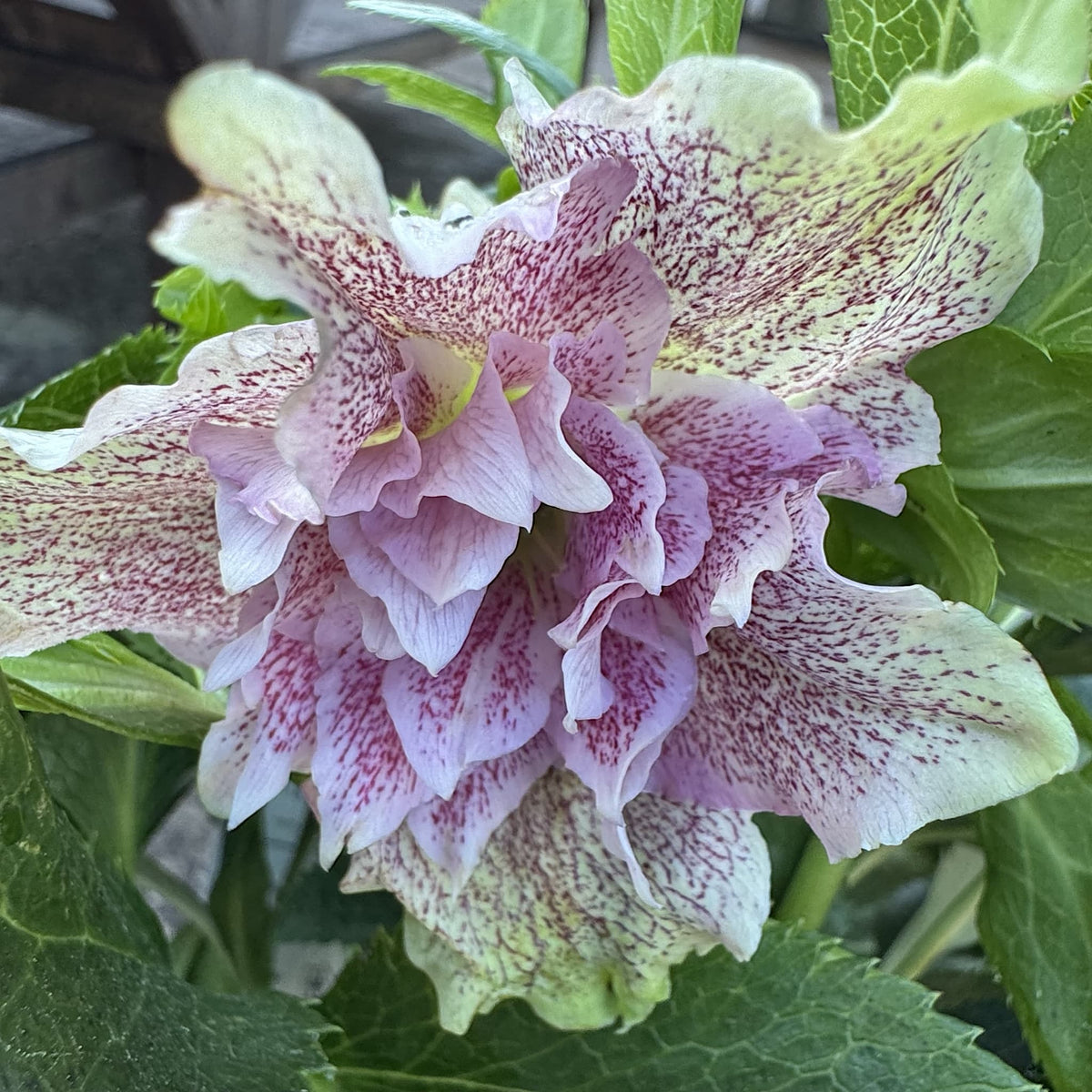 Helleborus 'Double Ellen Red'