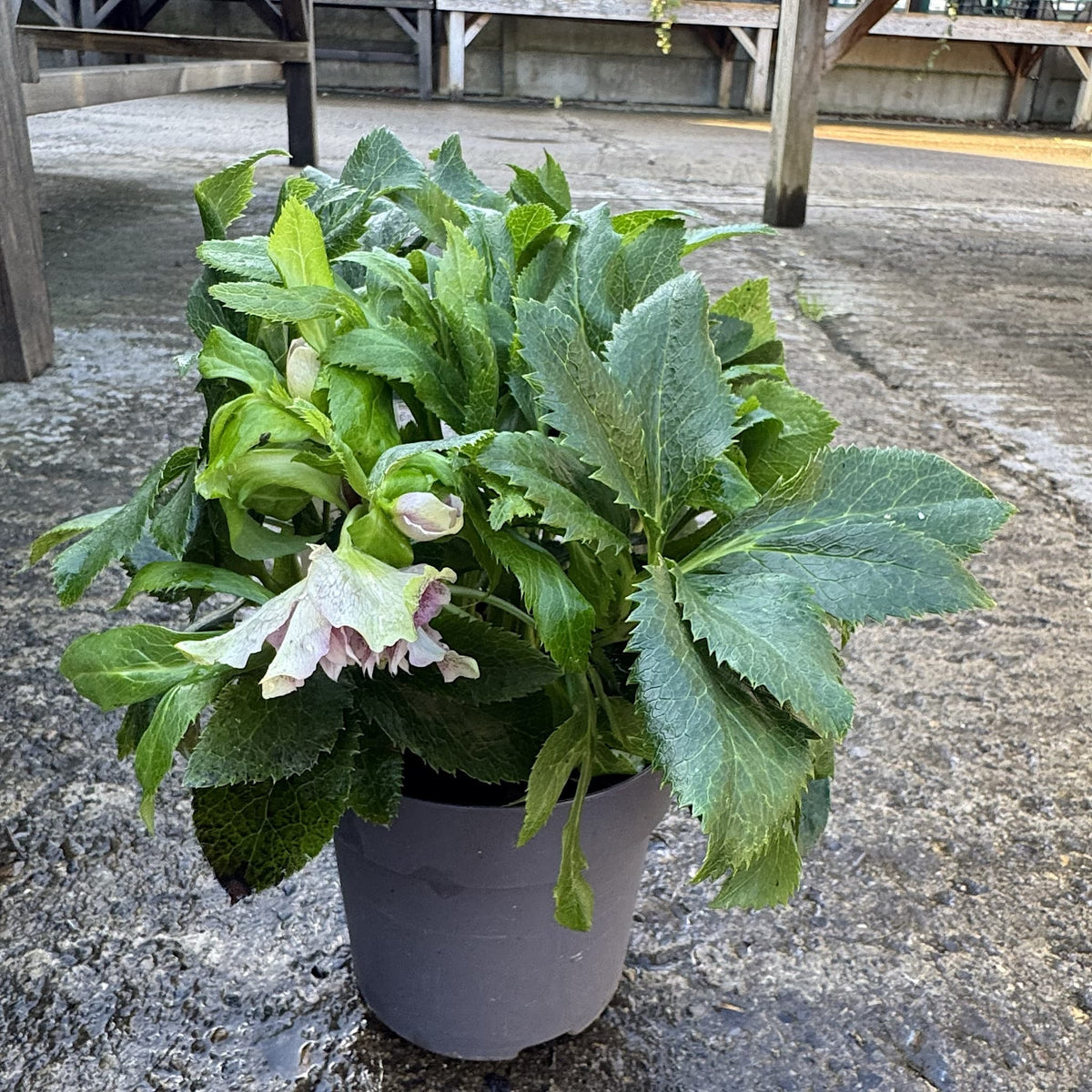 Helleborus 'Double Ellen Red'