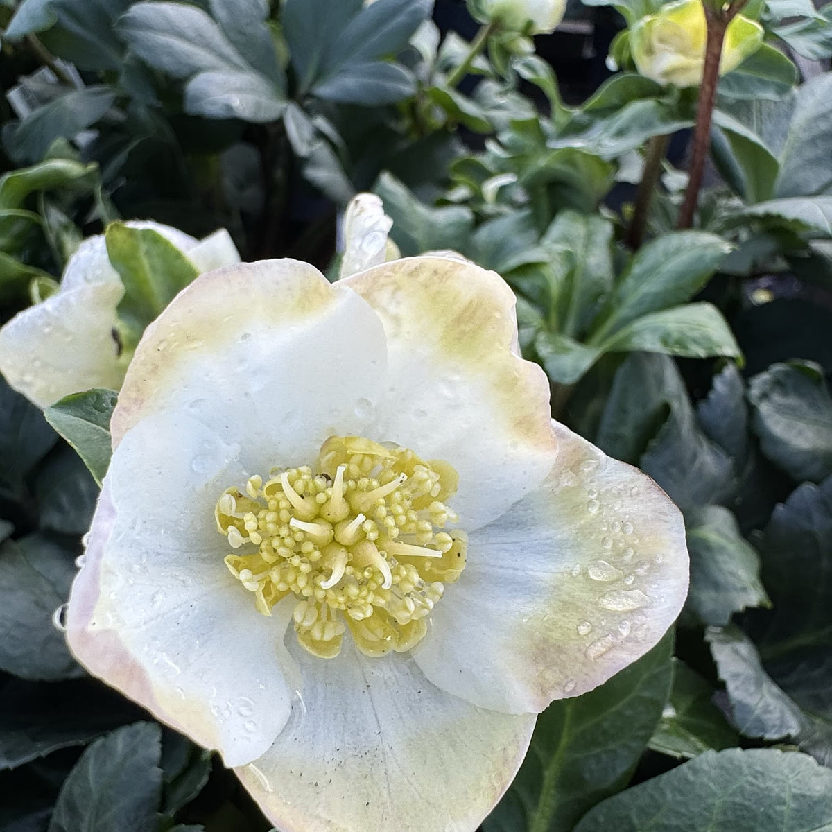 Helleborus niger 'Christmas Carol'