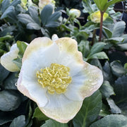 Helleborus niger 'Christmas Carol'