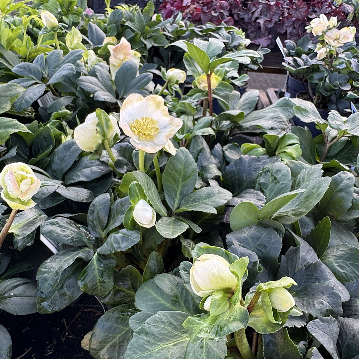 Helleborus niger 'Christmas Carol'