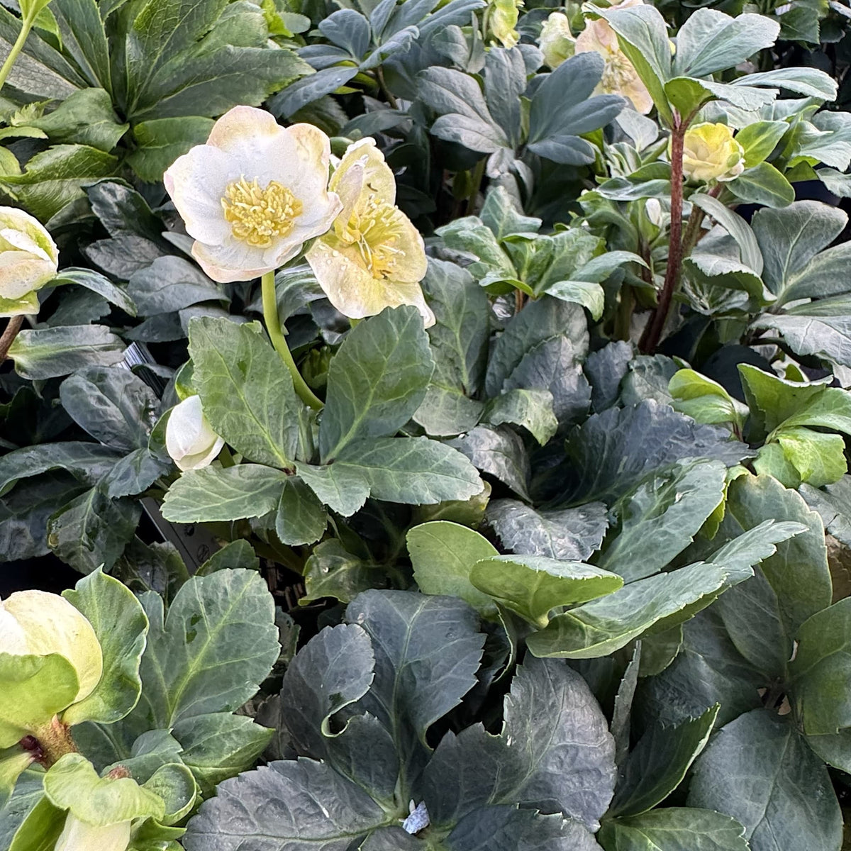 Helleborus niger 'Christmas Carol'