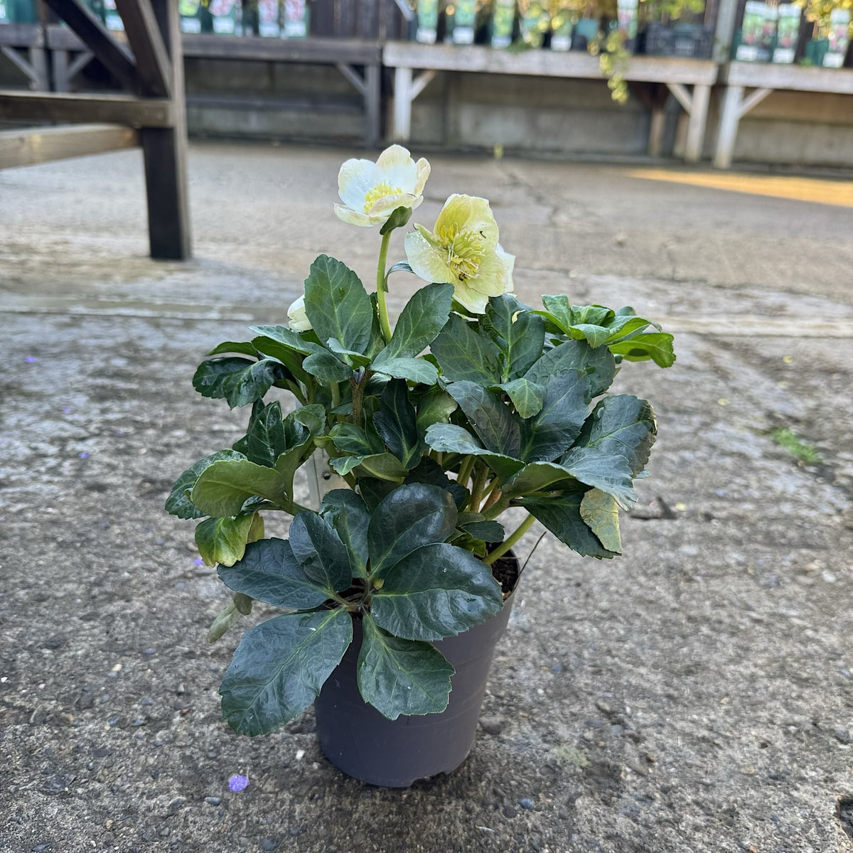 Helleborus niger 'Christmas Carol'