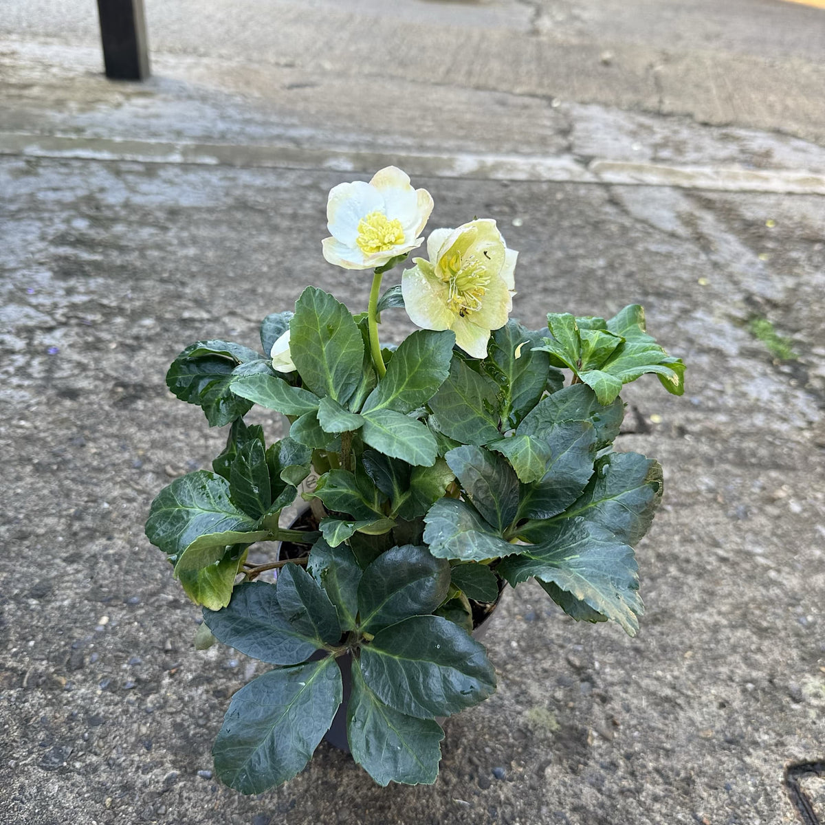 Helleborus niger 'Christmas Carol'