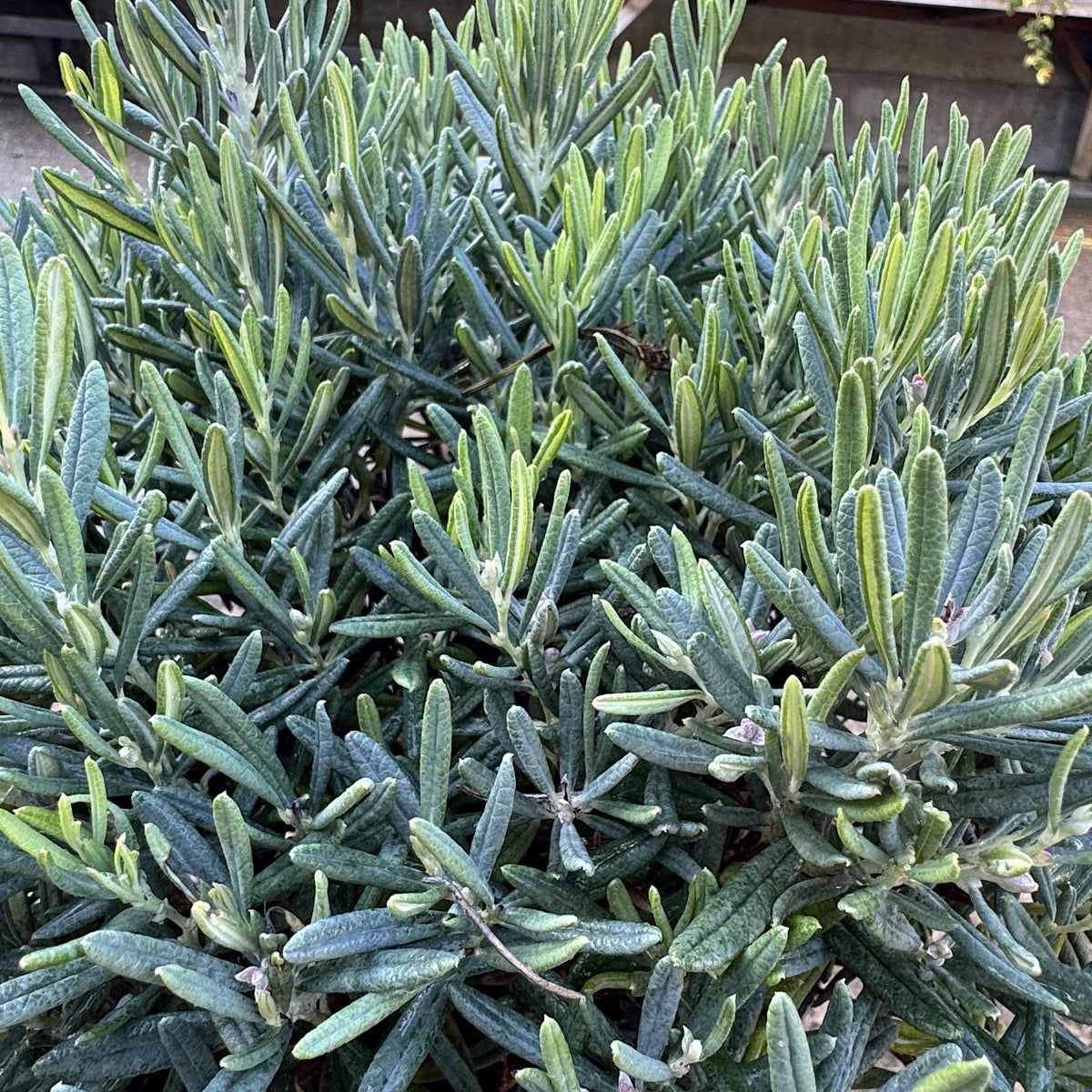 Andromeda polifolia 'Blue Ice'