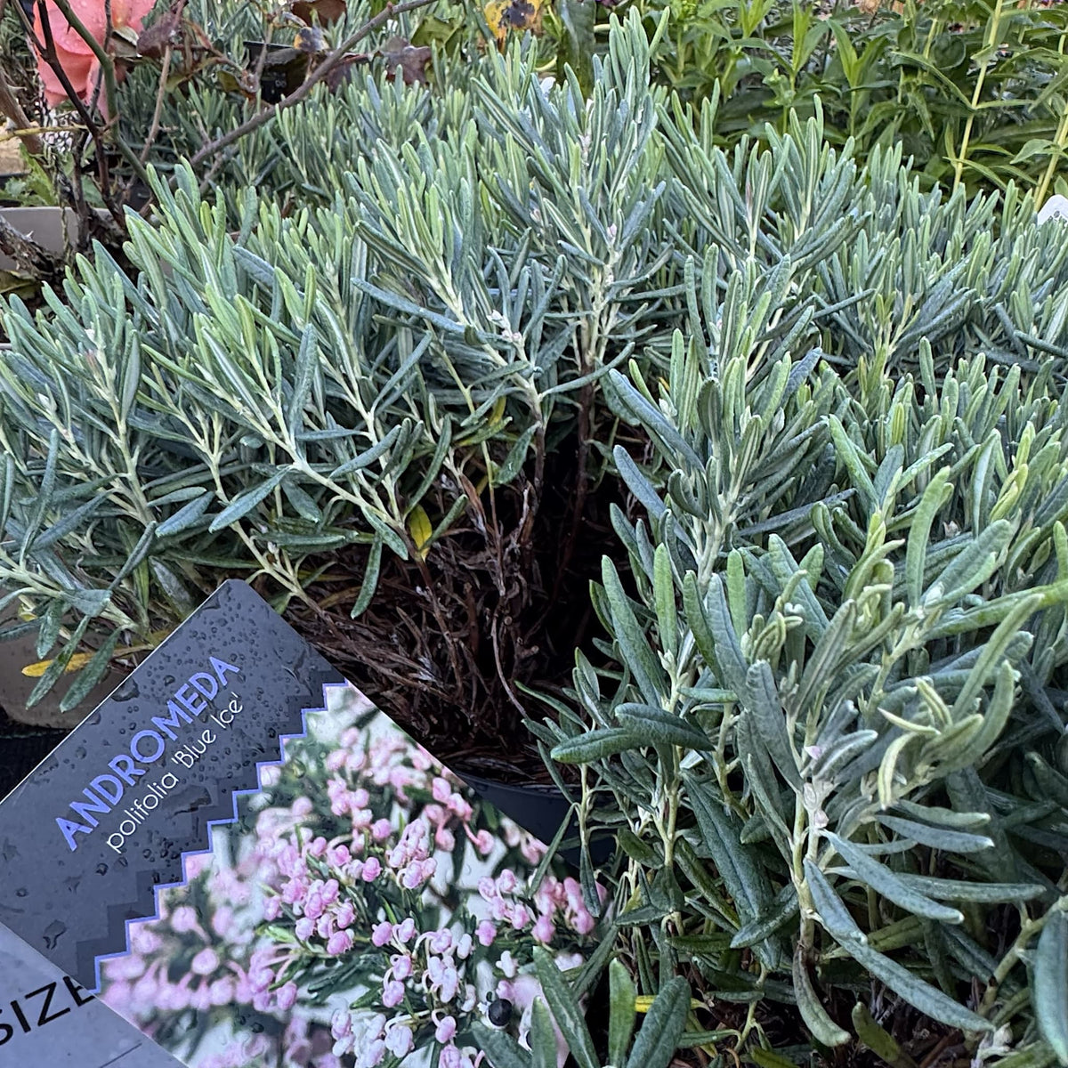 Andromeda polifolia 'Blue Ice'