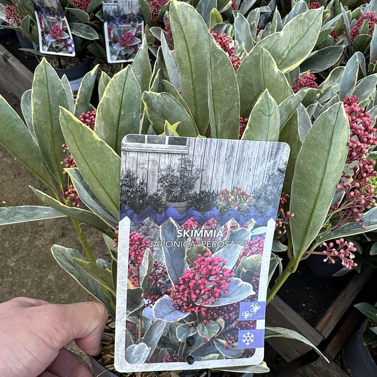 Skimmia jap. 'Perosa'