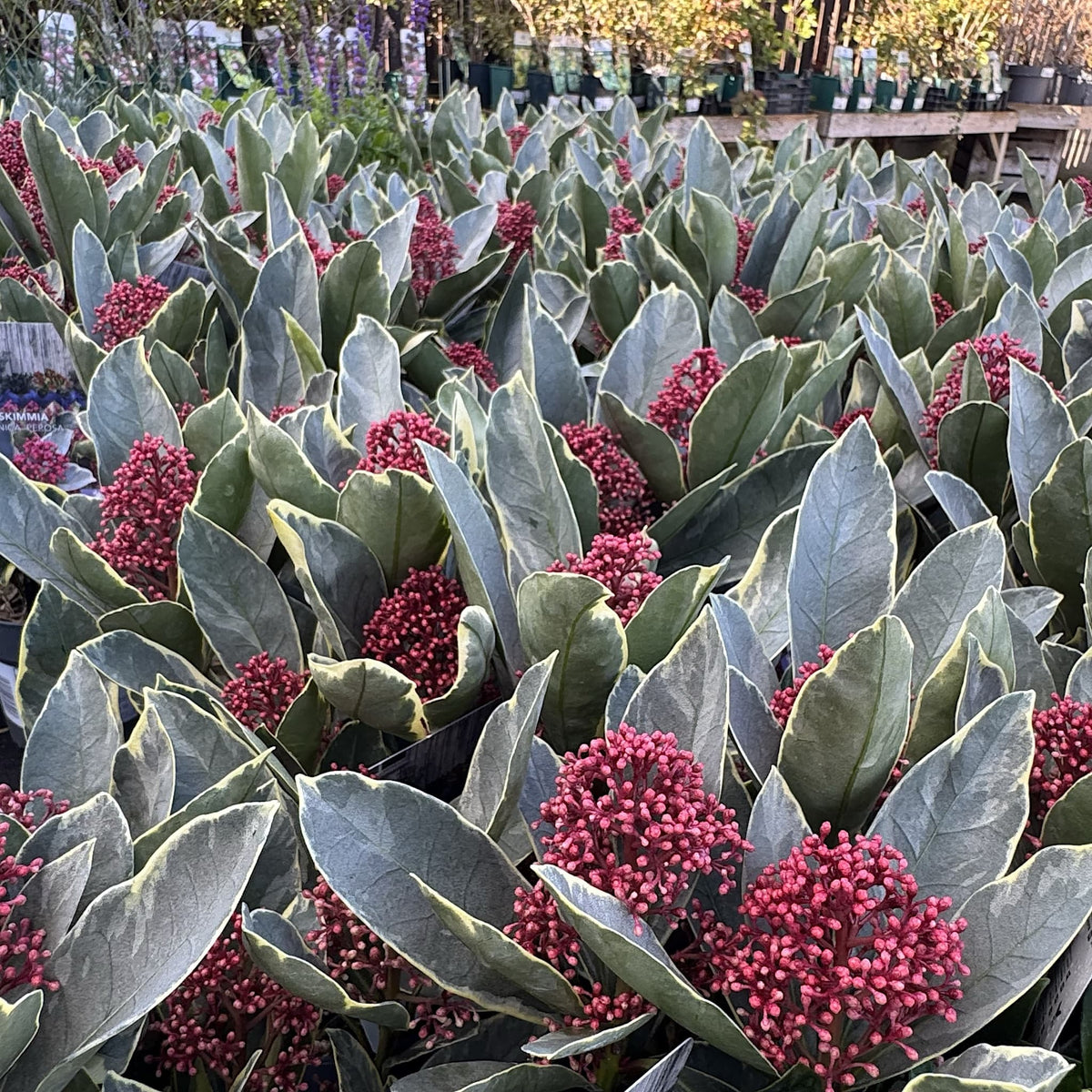 Skimmia jap. 'Perosa'
