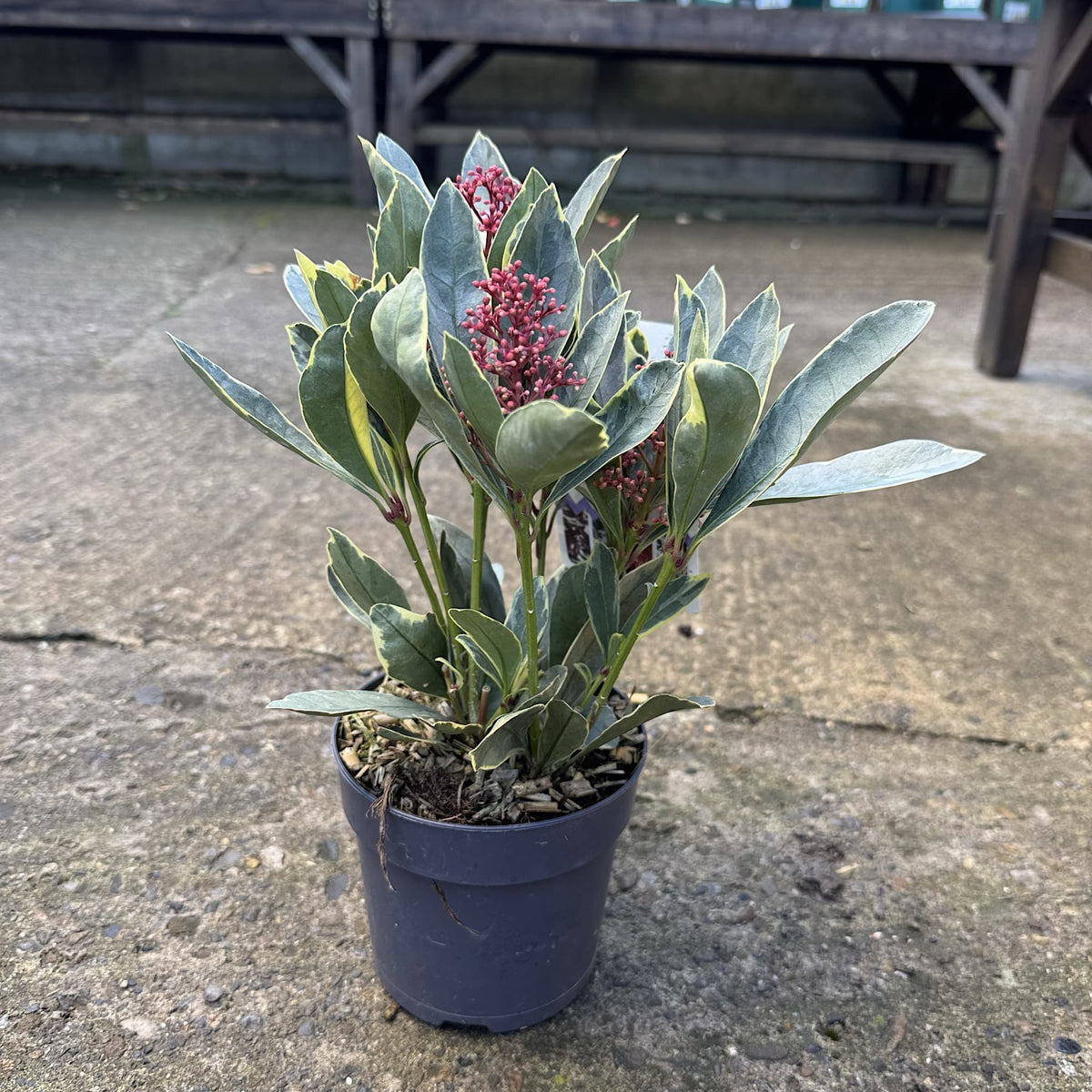 Skimmia jap. 'Perosa'