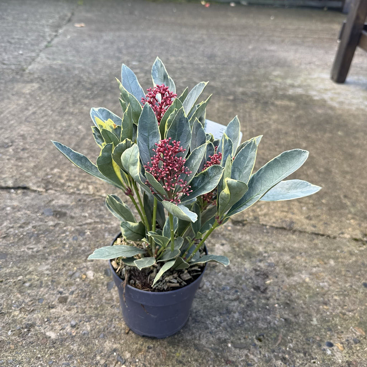 Skimmia jap. 'Perosa'