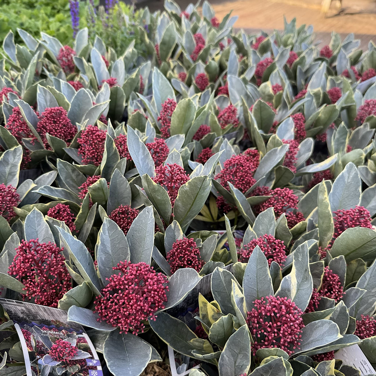 Skimmia jap. 'Perosa'