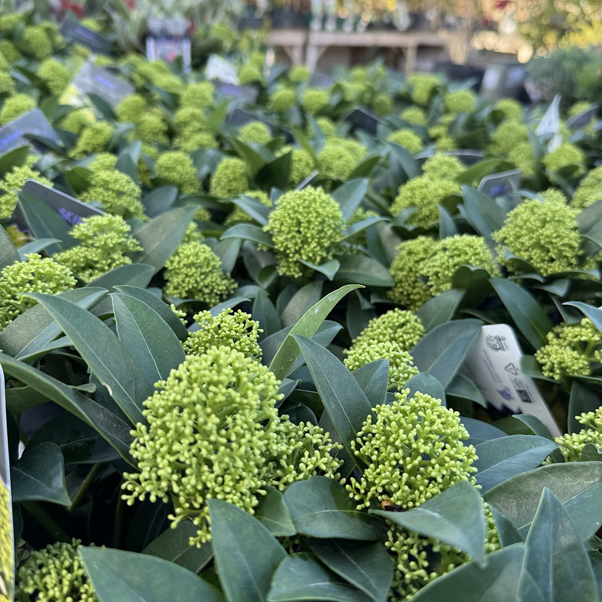 Skimmia jap. 'White Globe'