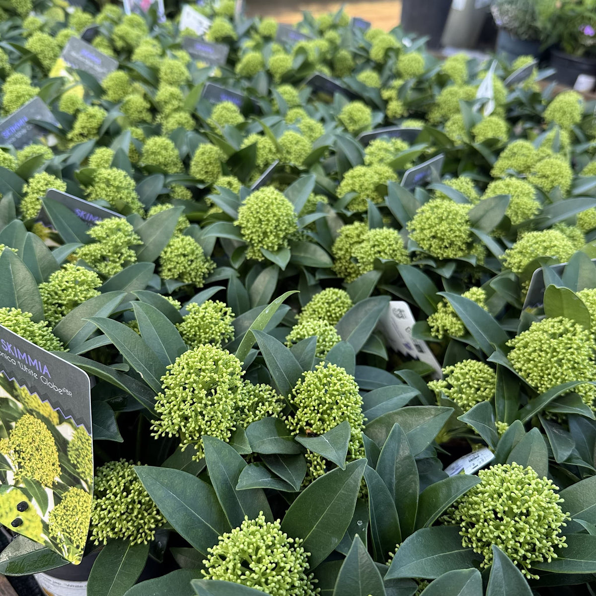 Skimmia jap. 'White Globe'