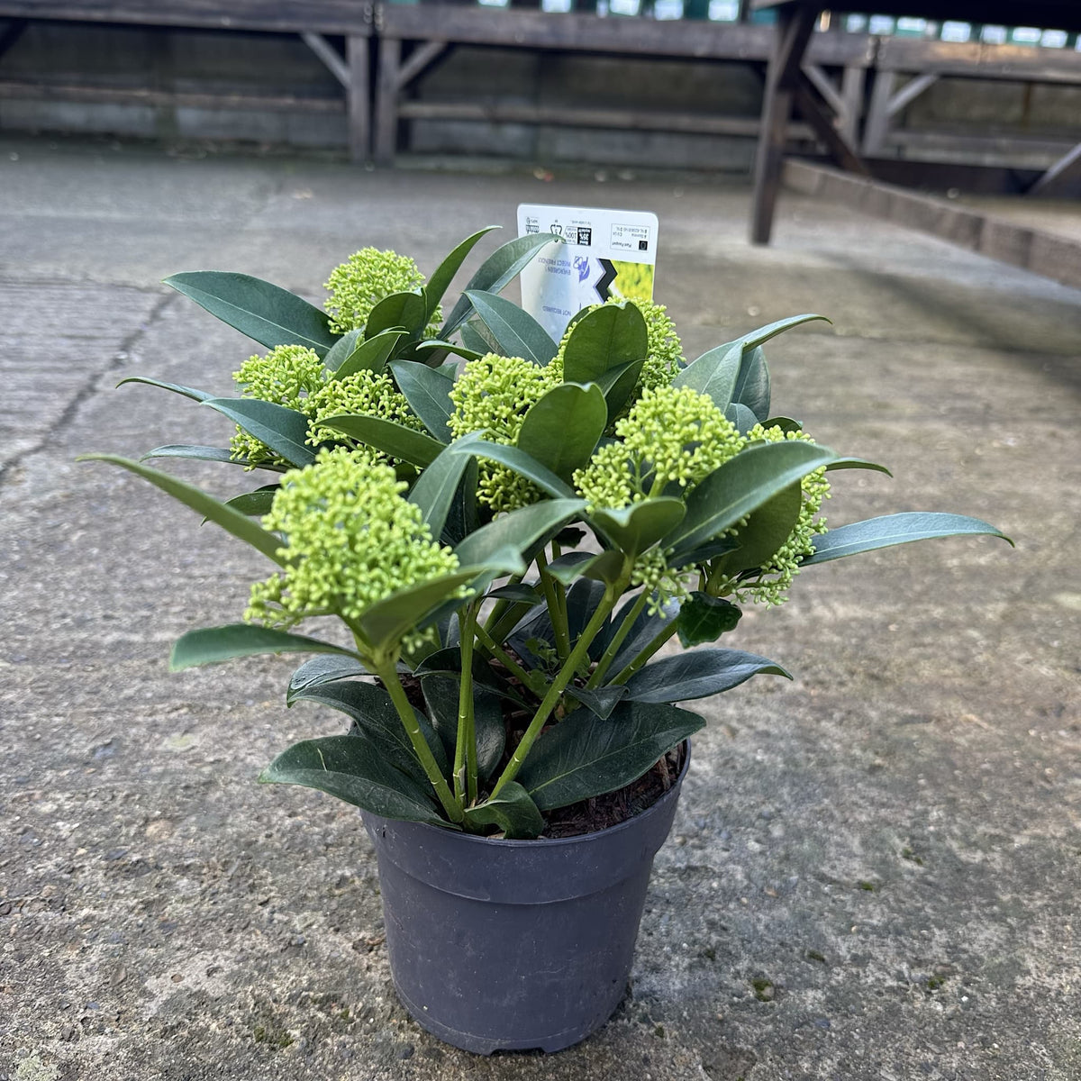 Skimmia jap. 'White Globe'
