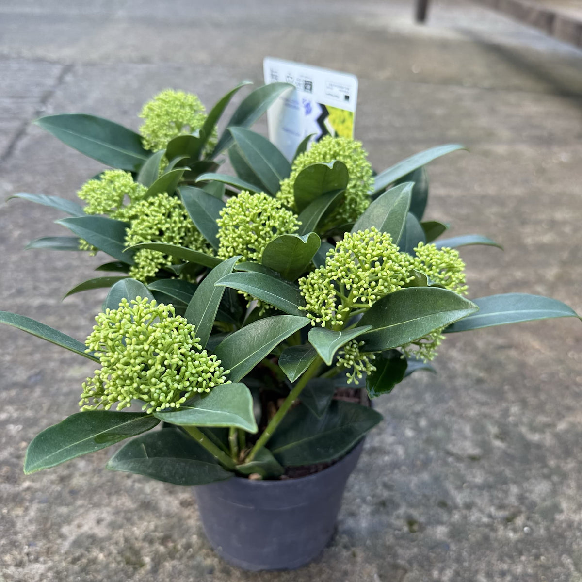 Skimmia jap. 'White Globe'
