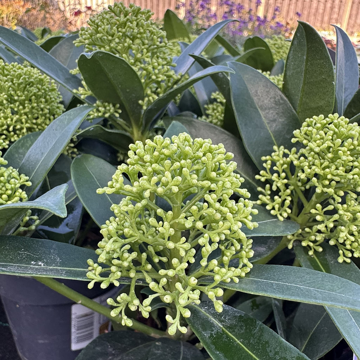 Skimmia jap. 'White Globe'