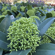 Skimmia jap. 'White Globe'