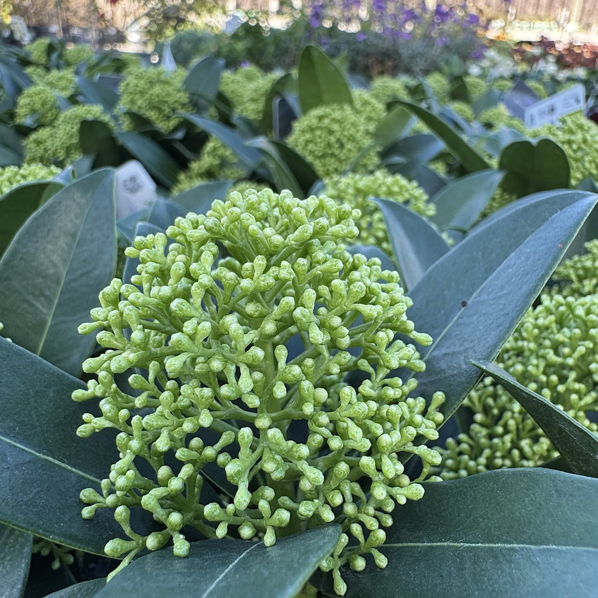 Skimmia jap. 'White Globe'
