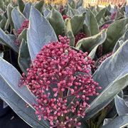 Skimmia jap. 'Perosa'