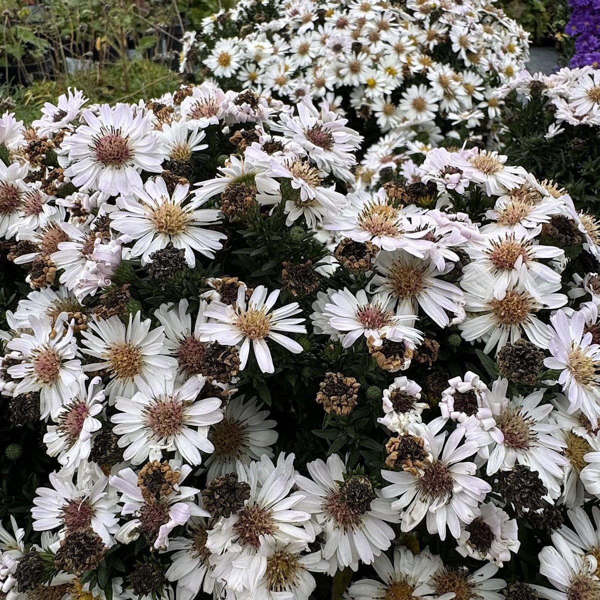 Aster alpha 'White'