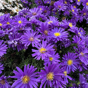 Aster alpha 'Dark Purple Launch'