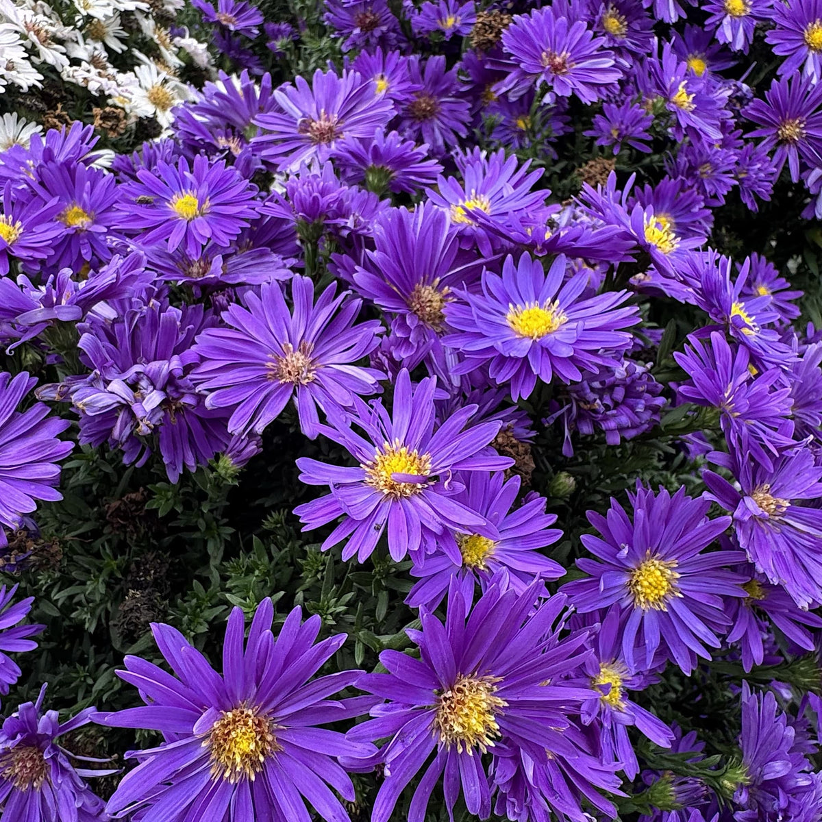 Aster alpha 'Dark Purple Launch'