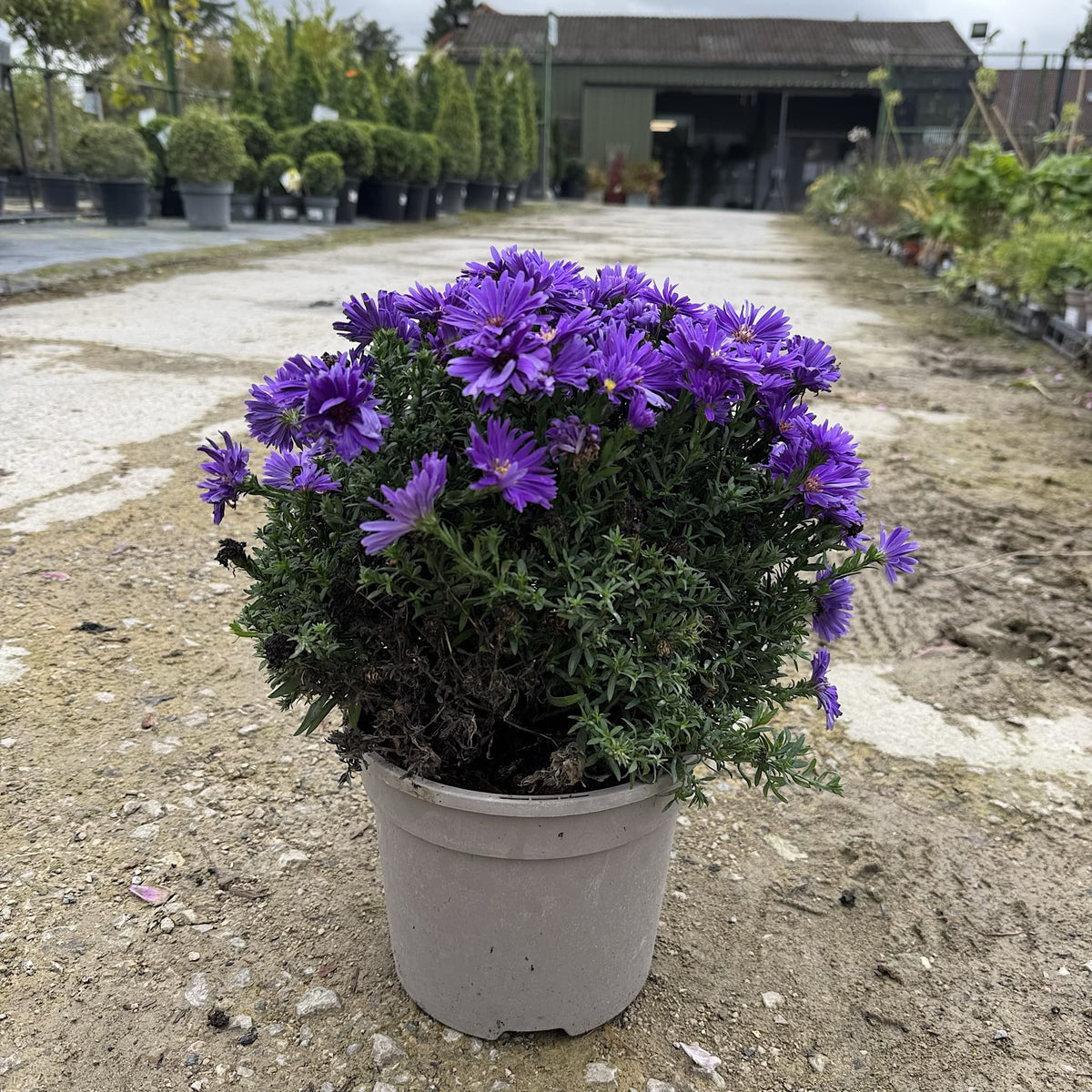 Aster alpha 'Dark Purple Launch'