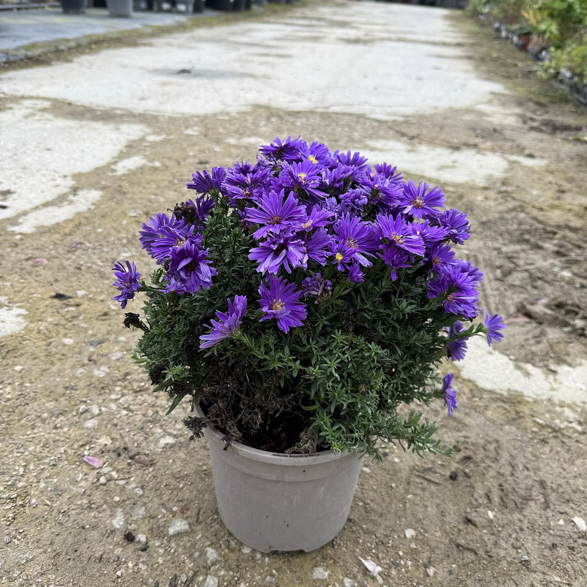 Aster alpha 'Dark Purple Launch'