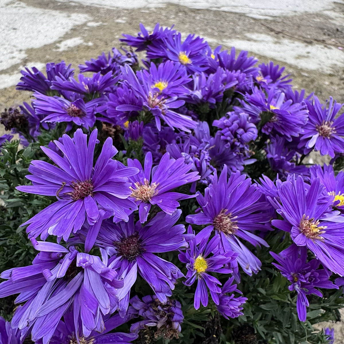 Aster alpha 'Dark Purple Launch'
