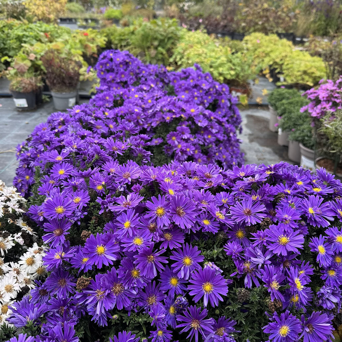 Aster alpha 'Dark Purple Launch'