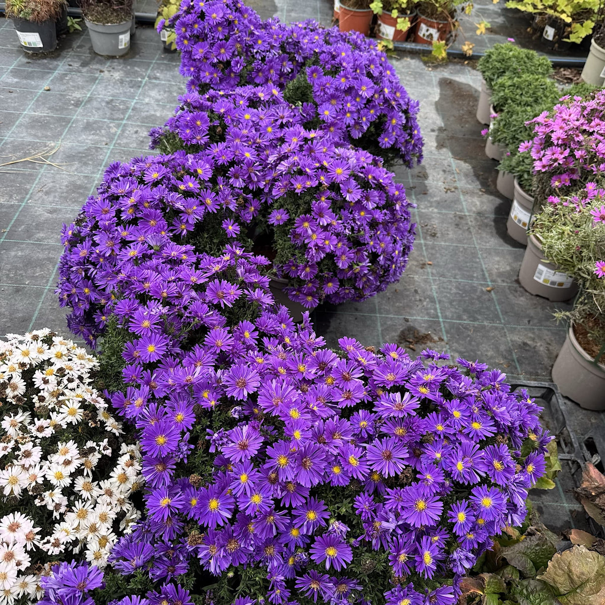 Aster alpha 'Dark Purple Launch'