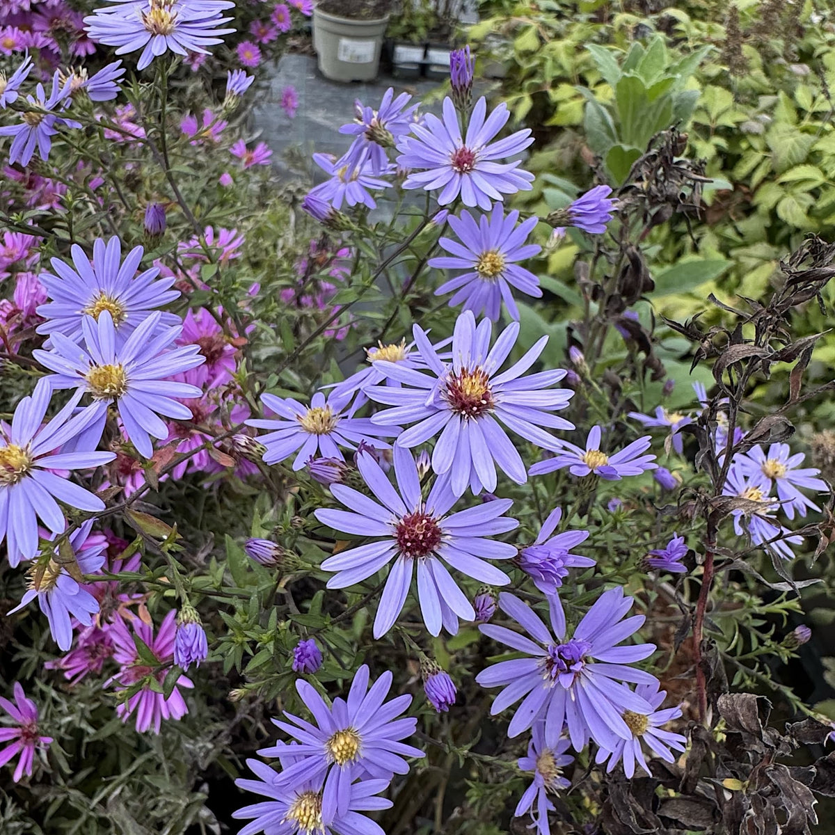 Aster cord. 'Little Carlow'
