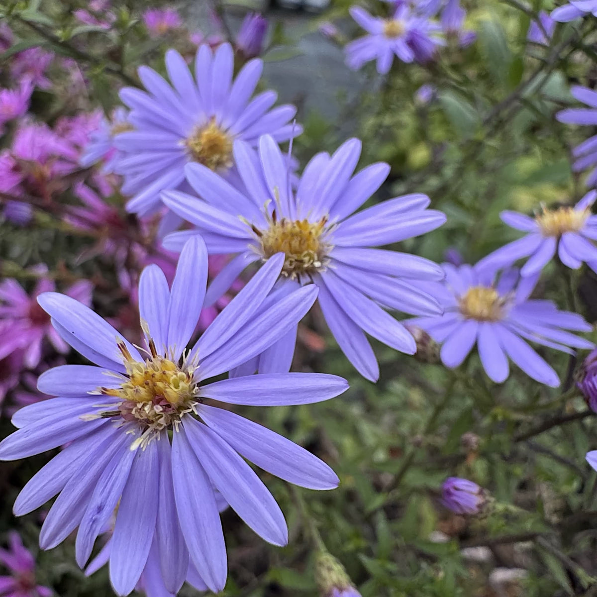 Aster cord. 'Little Carlow'