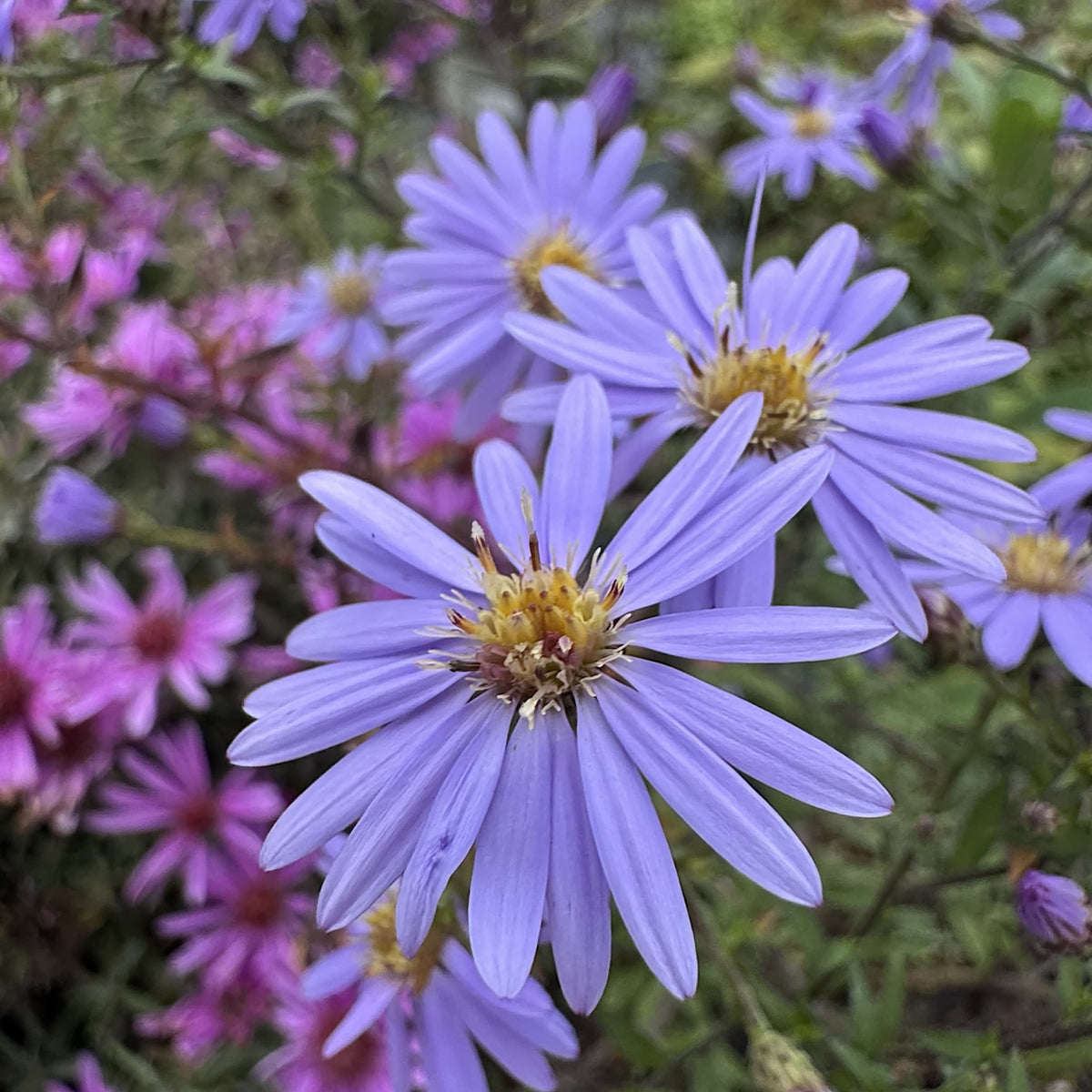 Aster cord. 'Little Carlow'