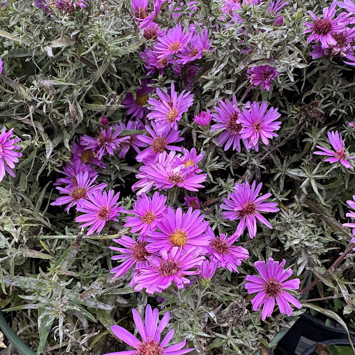 Aster alpha 'Light Pink'