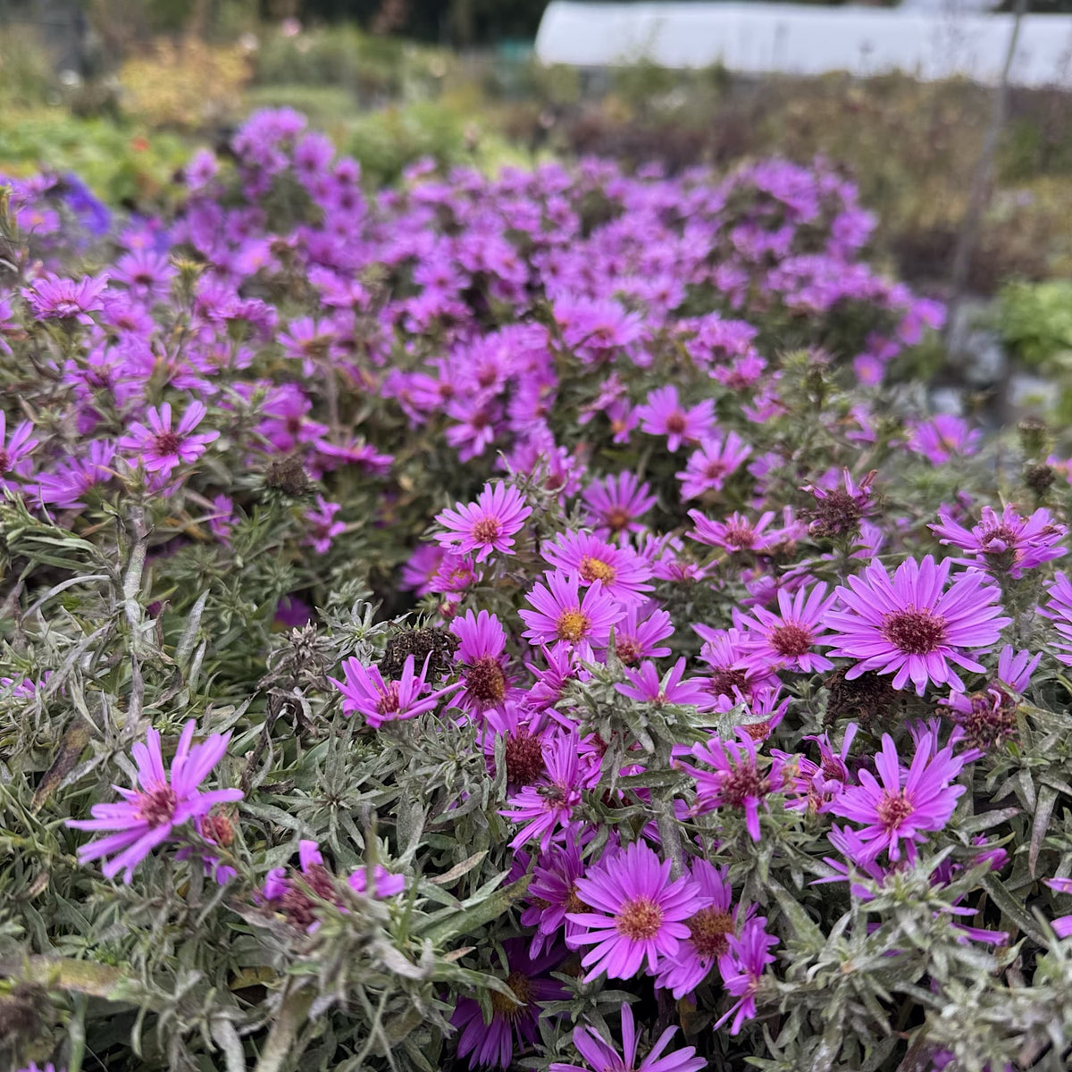 Aster alpha 'Light Pink'