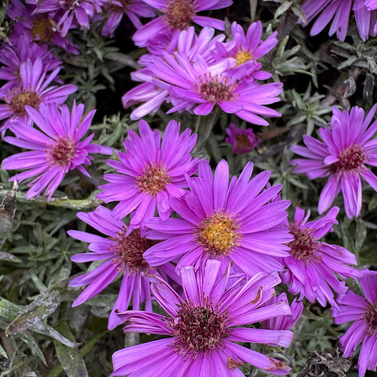 Aster alpha 'Light Pink'