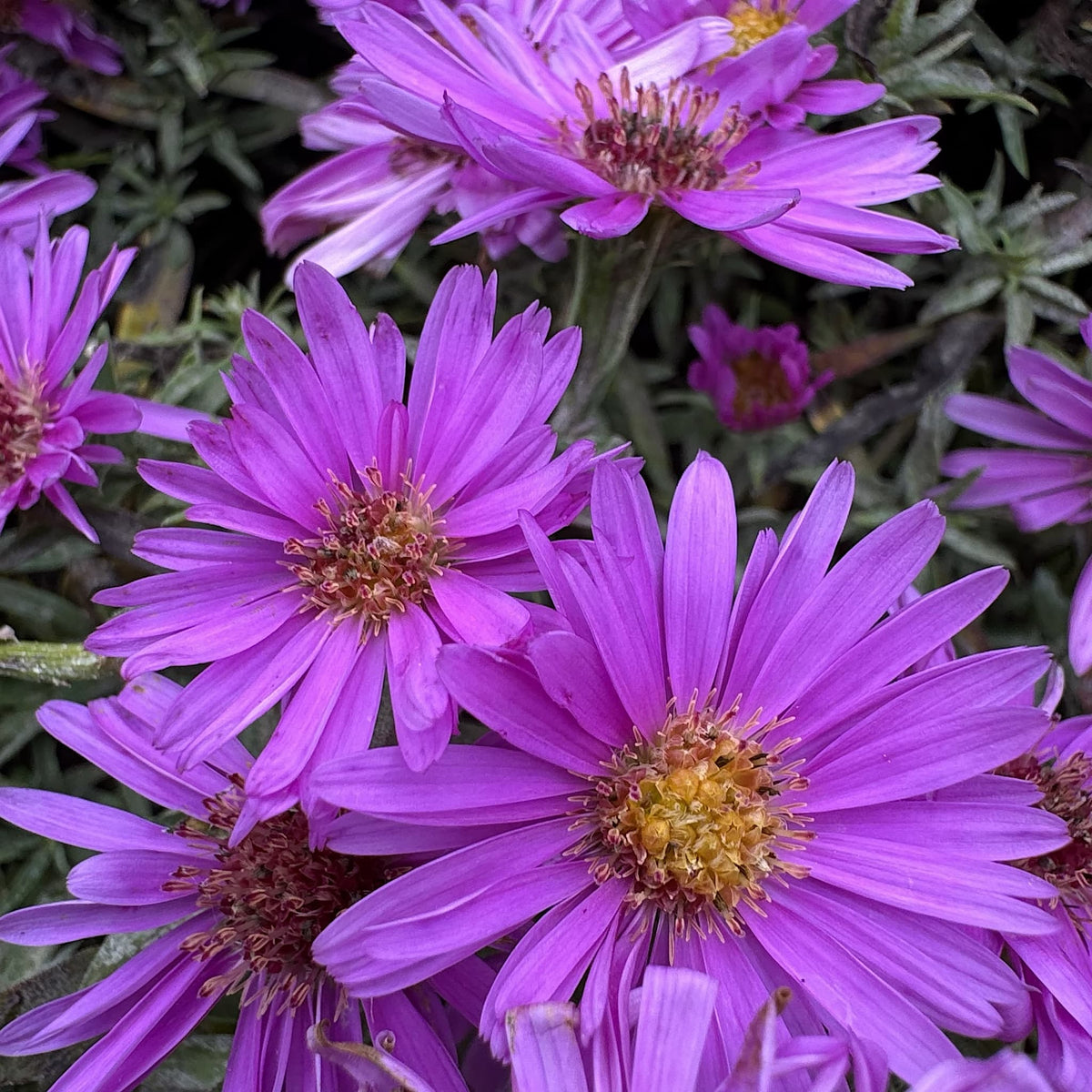 Aster alpha 'Light Pink'