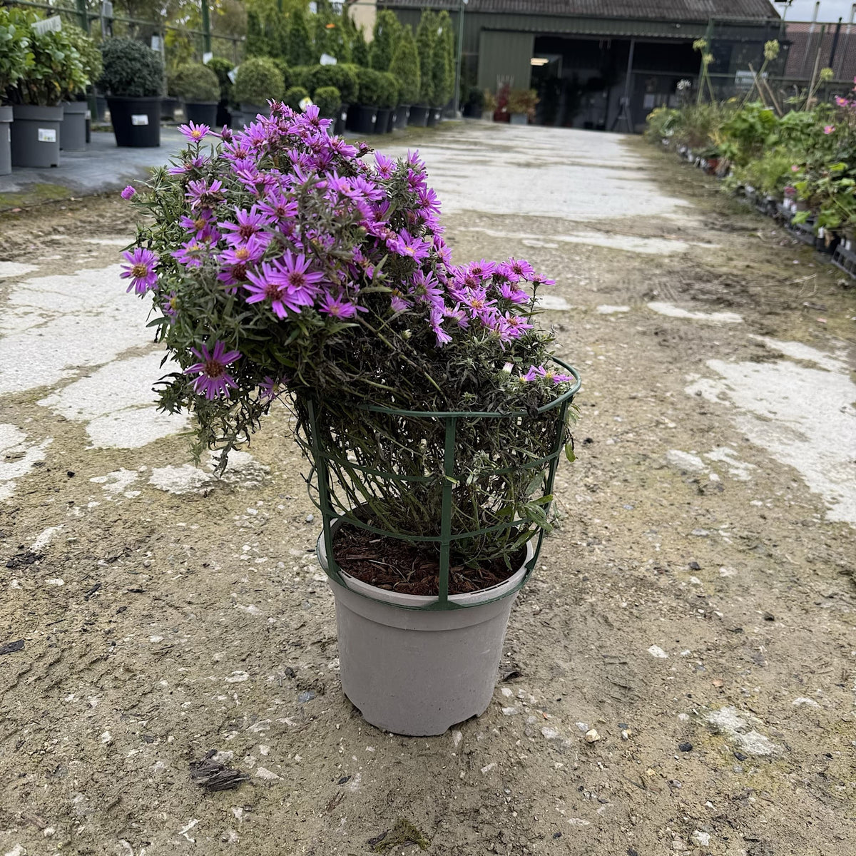 Aster alpha 'Light Pink'