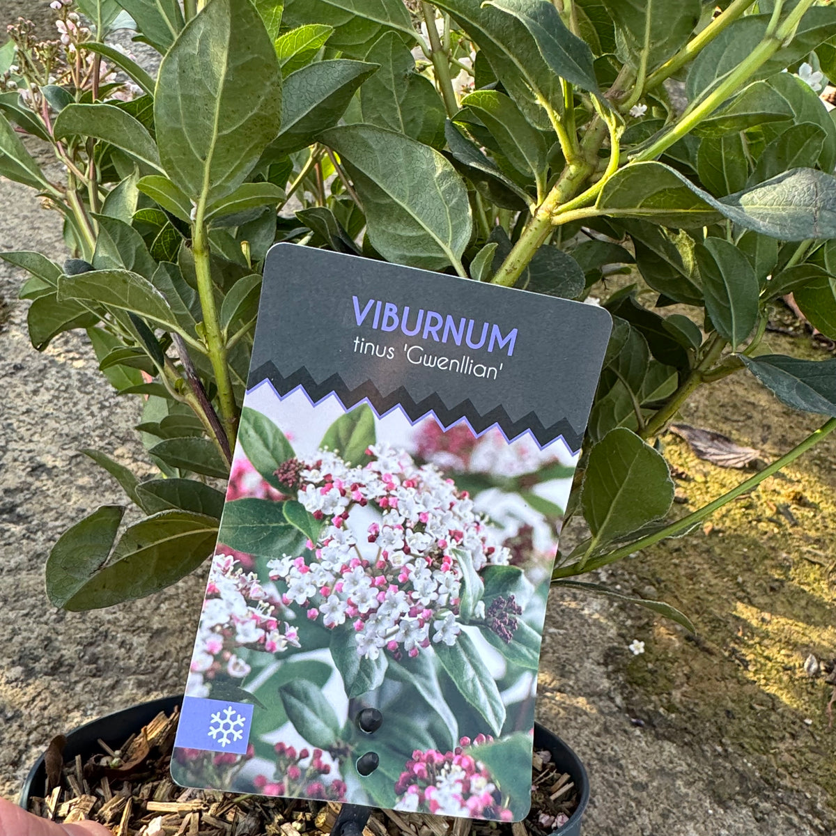 Viburnum tinus 'Gwenllian'