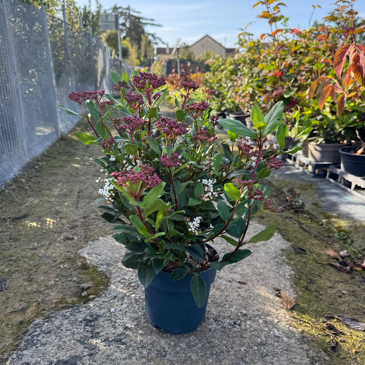 Viburnum tinus 'Gwenllian'