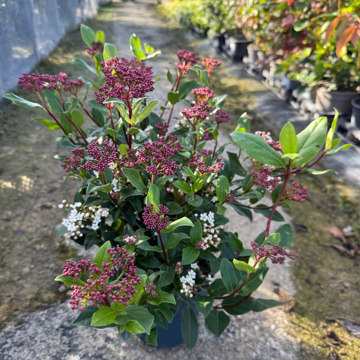 Viburnum tinus 'Gwenllian'